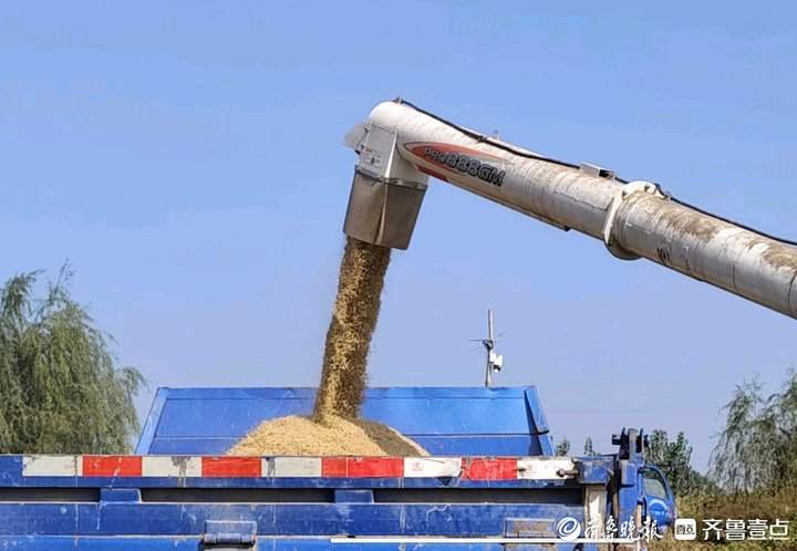 产米200万斤！济南黄河大米迎来丰收季，当天收割当天端上桌