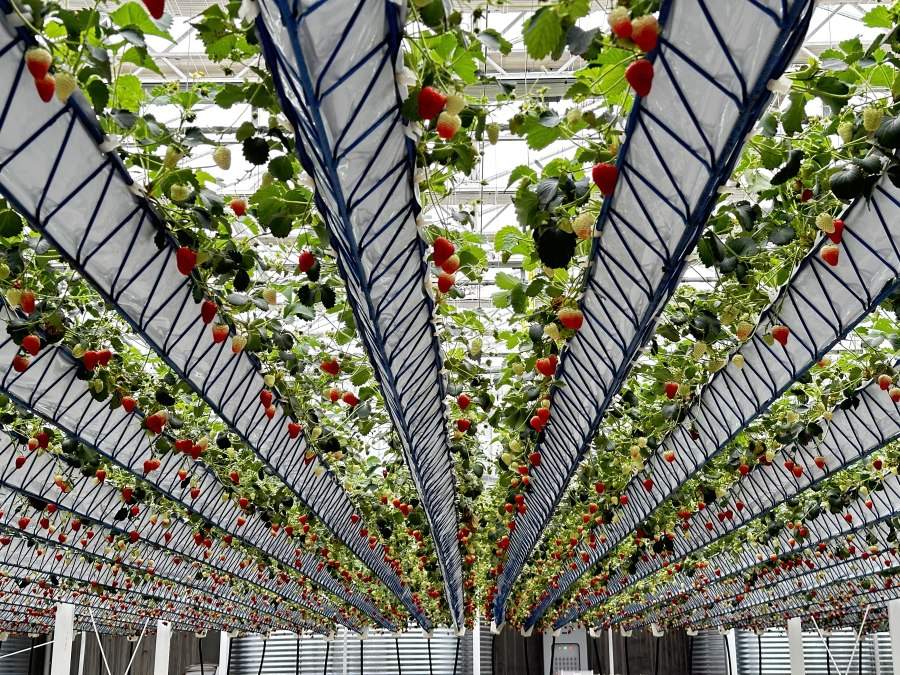 行走黄河之聊城：产业奔腾，奏响发展新乐章