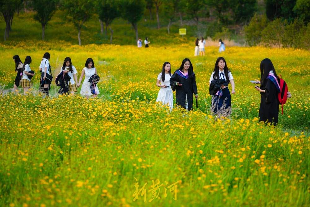 难忘大学时光，金鸡菊花海见证青春谢幕礼