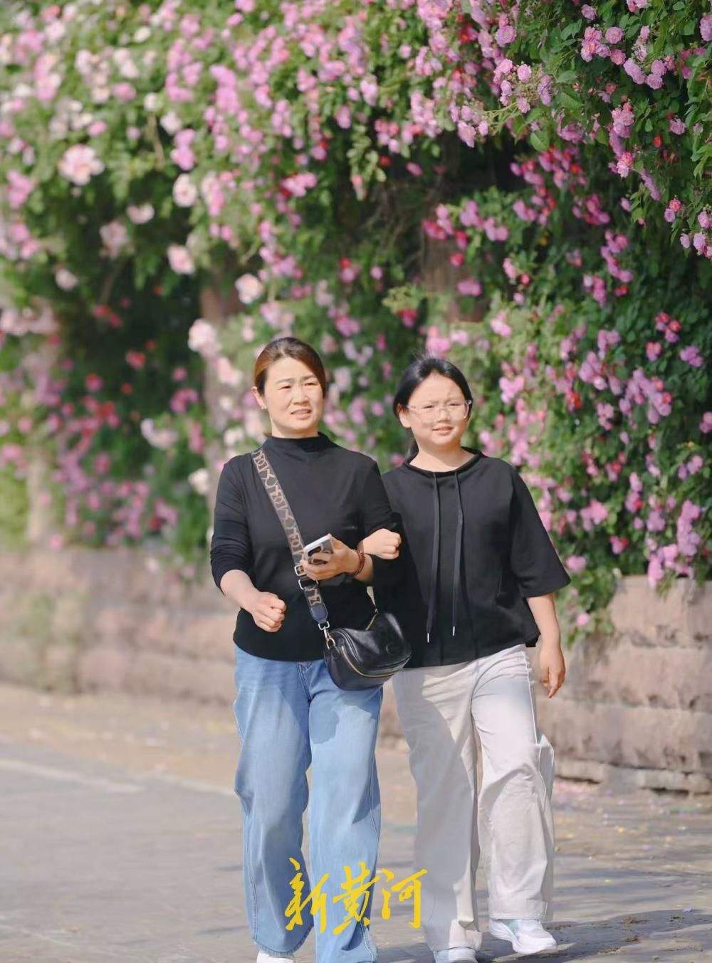 济南明湖北路蔷薇花浪漫上线