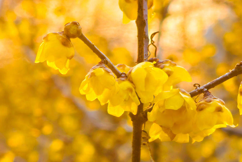 济南千佛山蜡梅园进入最后的赏花期，各品种蜡梅清香扑鼻令人心醉