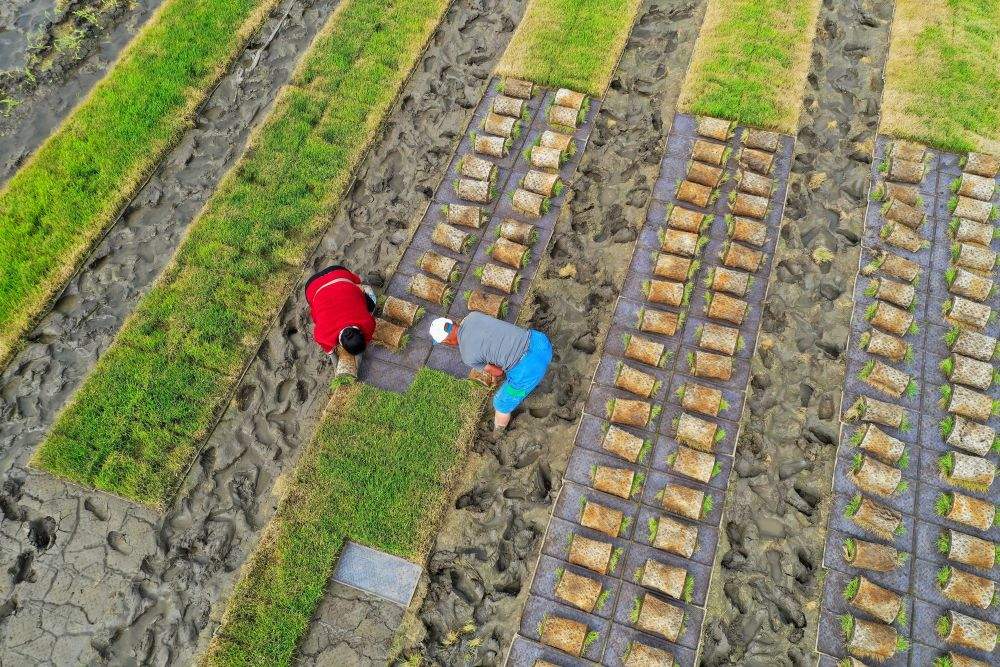 初夏时节插秧忙