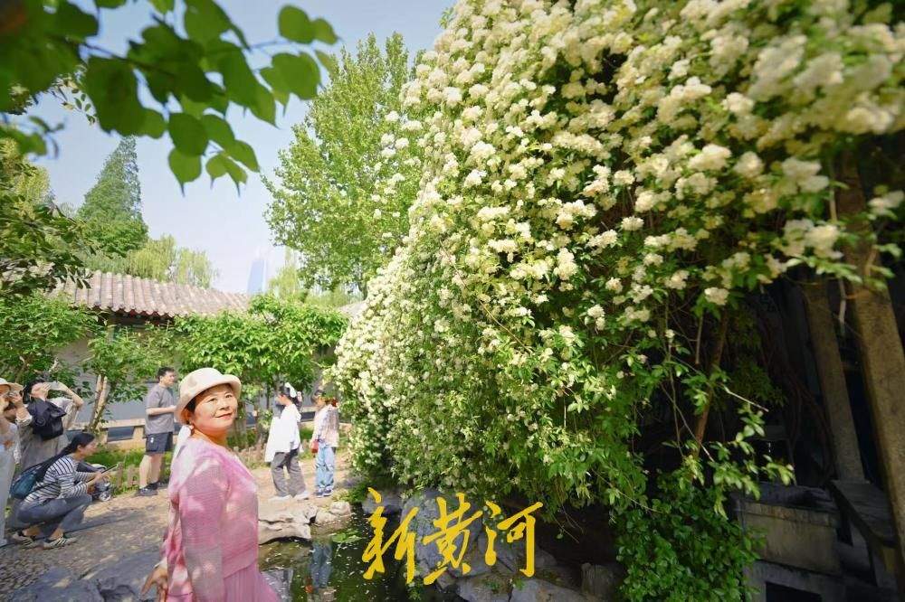 济南趵突泉公园木香花盛开如漫天繁星