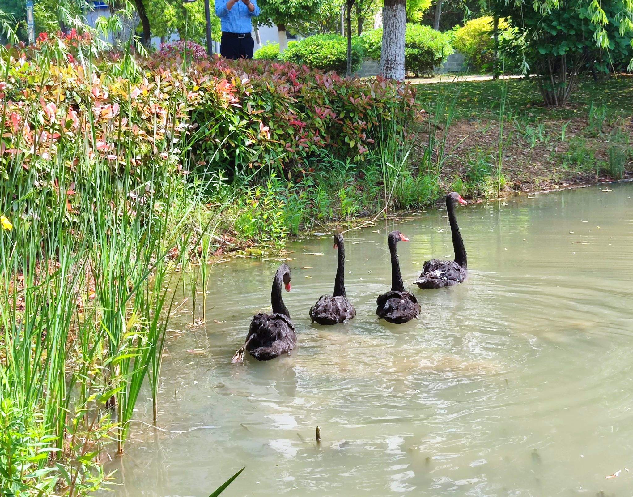 安徽一高校有黑天鹅幼崽被鱼线缠死？校方：属实，已禁止钓鱼