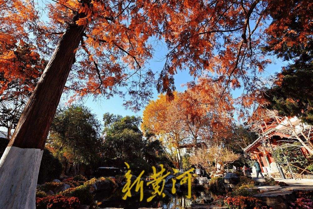 趵突泉畔水杉染红妆，与冬菊相映衬，视觉效果“拉满”