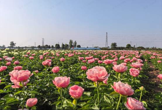 从“铁蛋”到“国际爆款”：菏泽芍药的“出海”密码