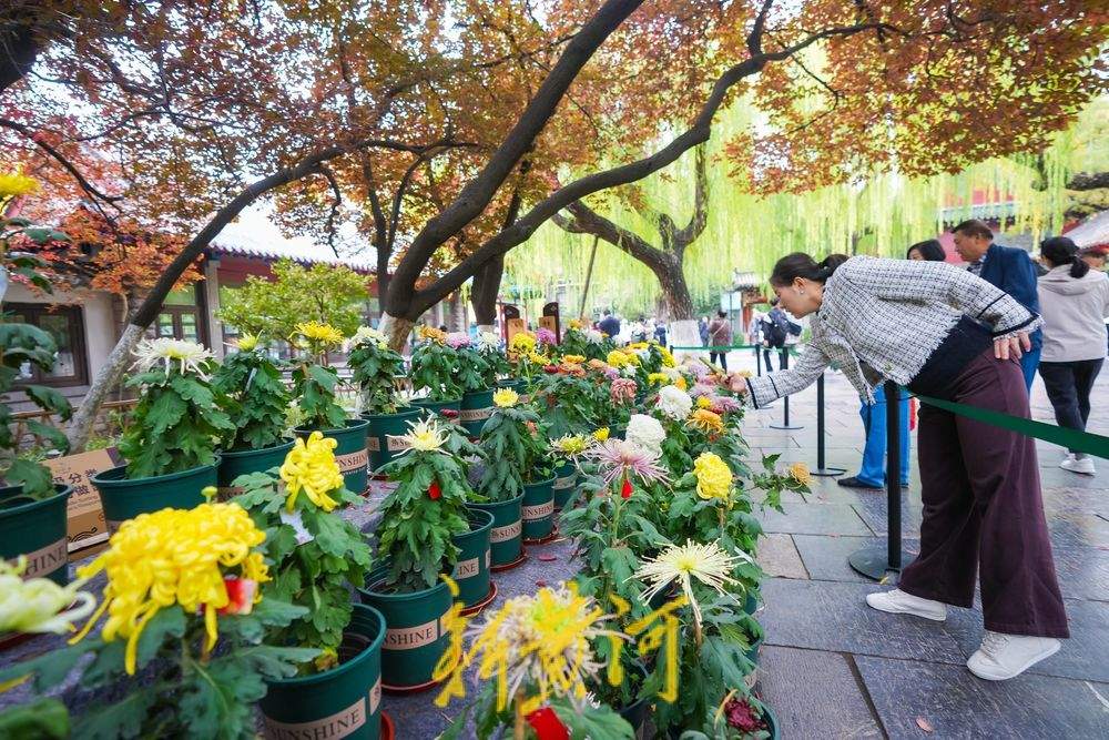 泉城赏菊正当时 各色菊花竞绽放