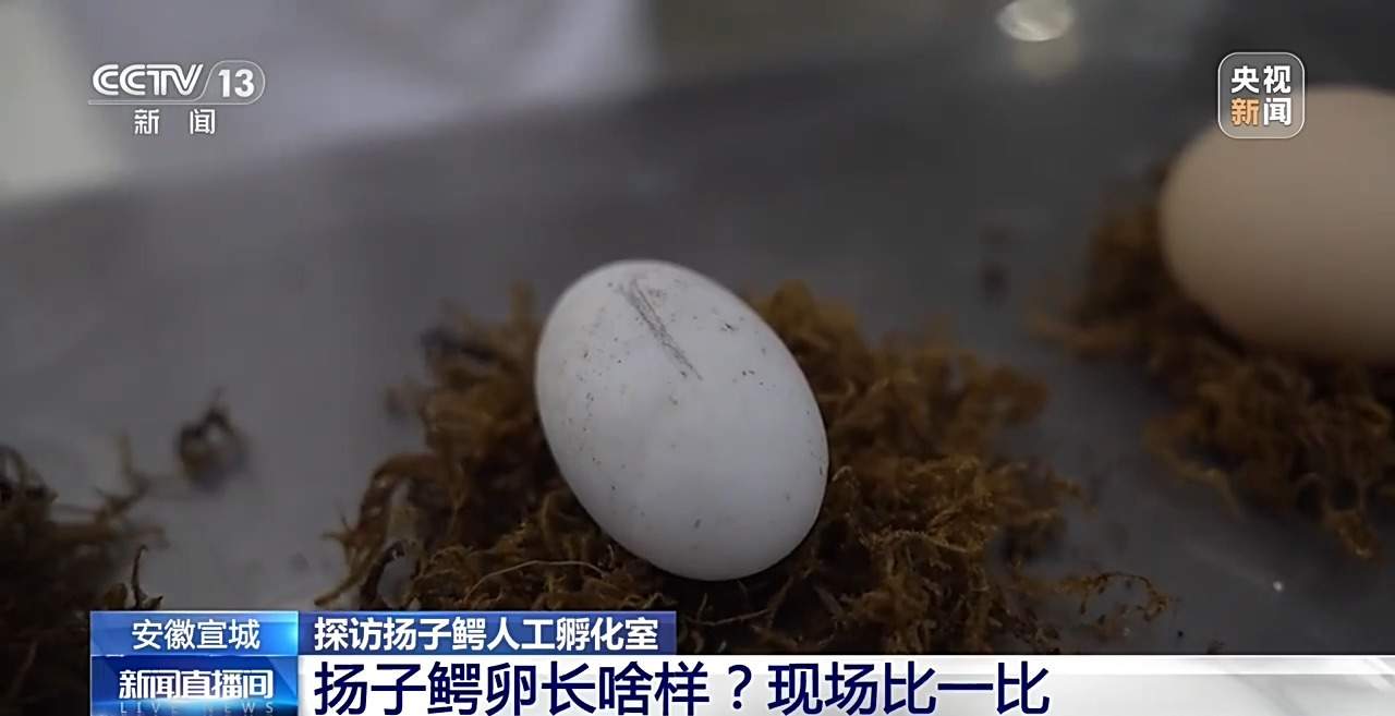近距离看扬子鳄破壳瞬间！长江“活化石”人工孵化室大有讲究