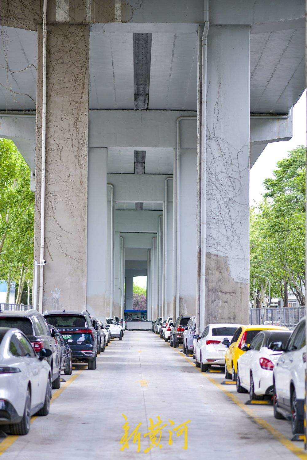 青年西路顺河高架下绿化带改为停车场