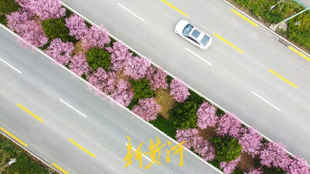 一年四季 泉在济南丨美人梅盛放 条街道变身“粉色花廊”