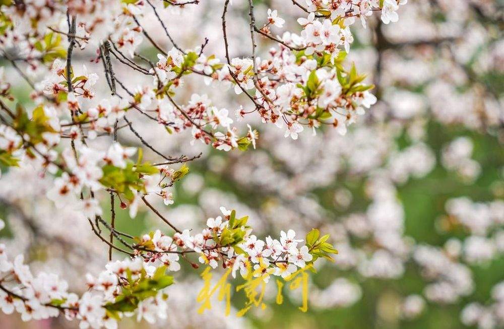 “樱花大道”繁花盛开 山师校园紫叶李竞相绽放