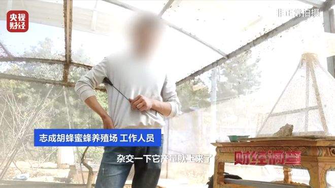 “杀人蜂”遭滥养 有人赚得盆满钵满 央视曝光