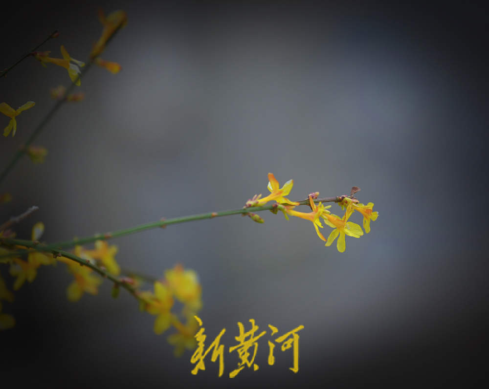 春寒料峭，百花洲景区迎春花雪中绽放