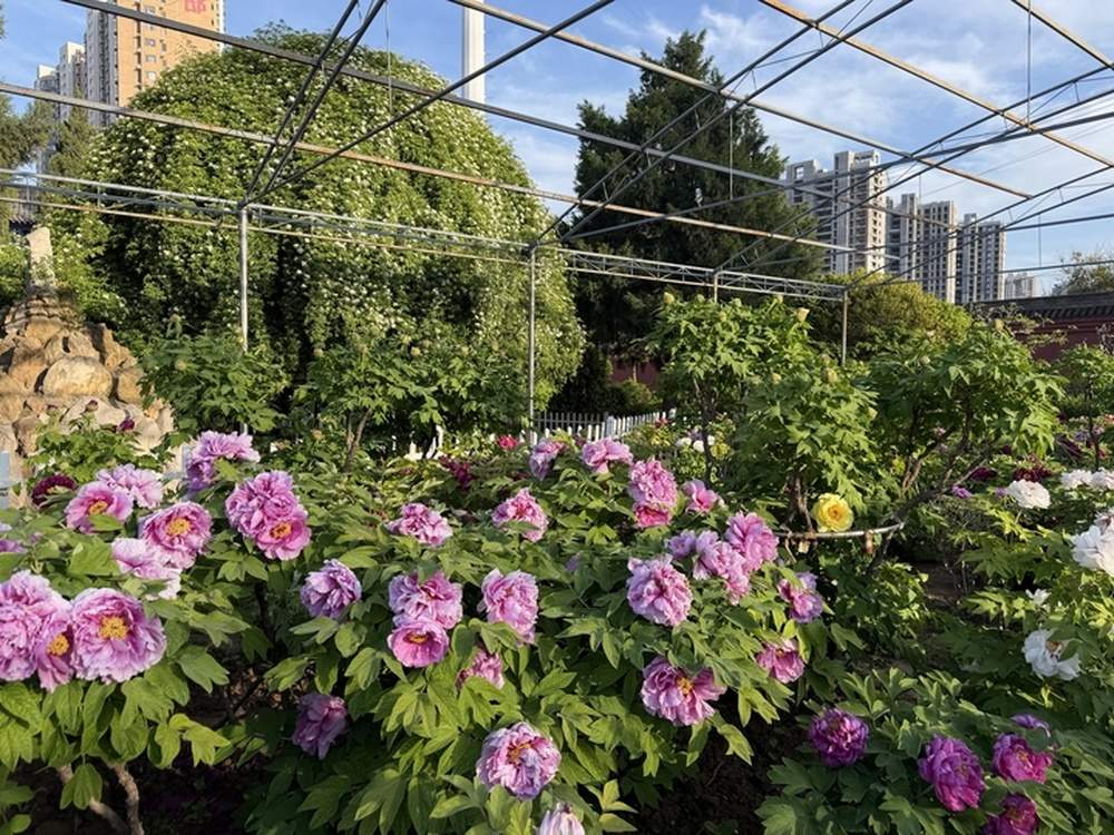 15年讲解不重样 古园“守花人”带你解锁700种牡丹密码