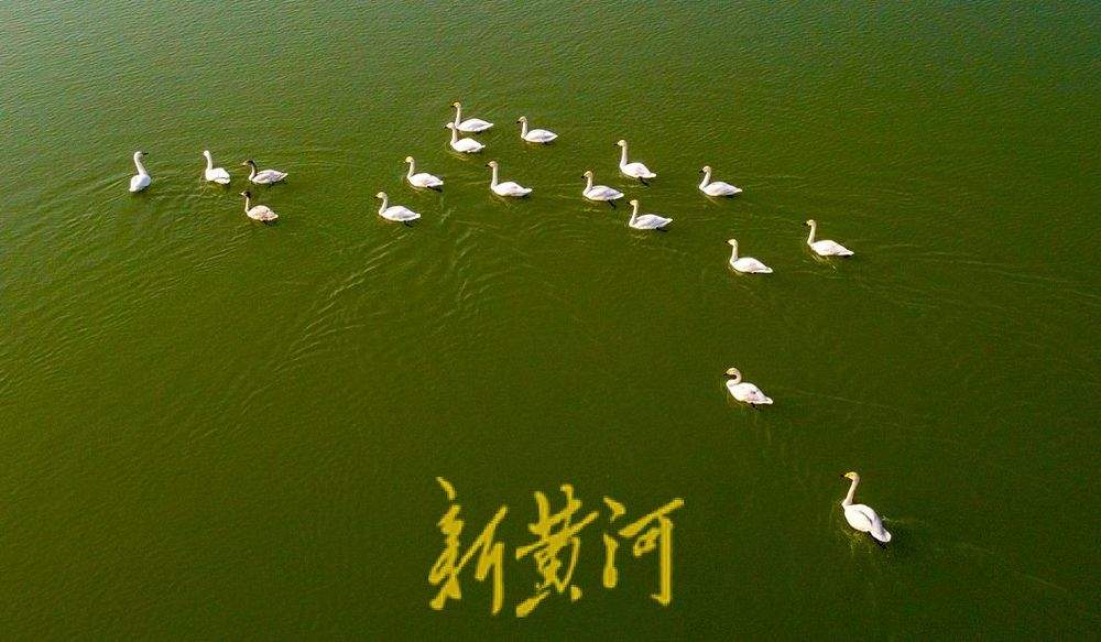 天鹅群栖济南玉清湖沉砂池 宛若翡翠上的颗颗白玉