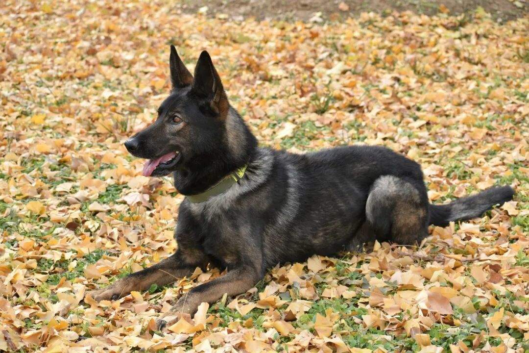 “黑狼” 被选定为中国警犬LOGO形象犬