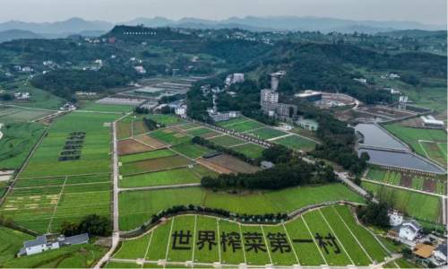数智化突围，乌江榨菜的科技兴农之旅