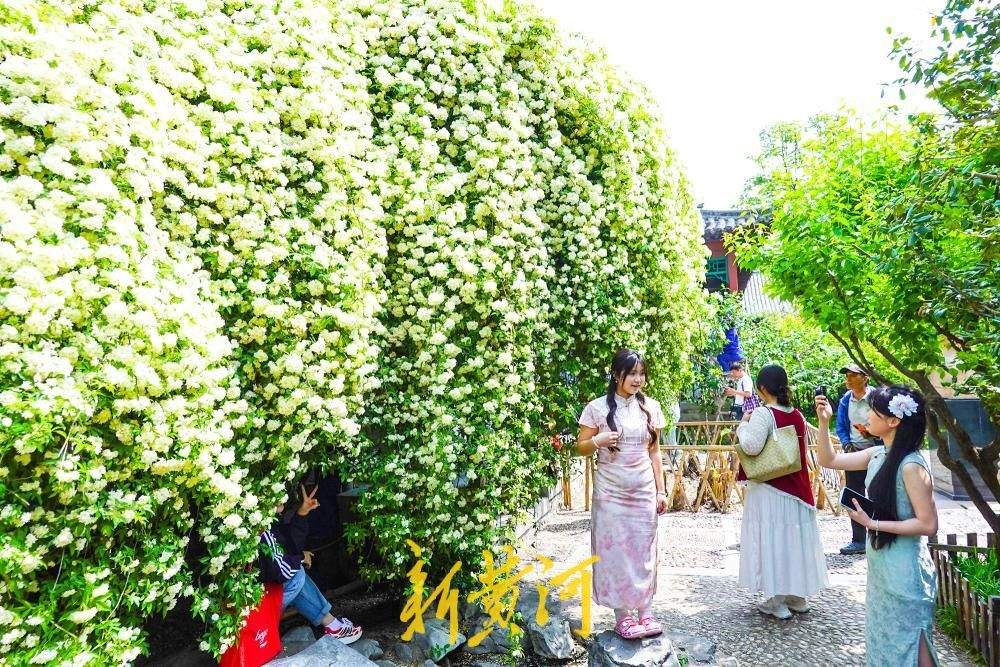 往年深藏园中飘“暗香” 今年花开如瀑成“网红”
