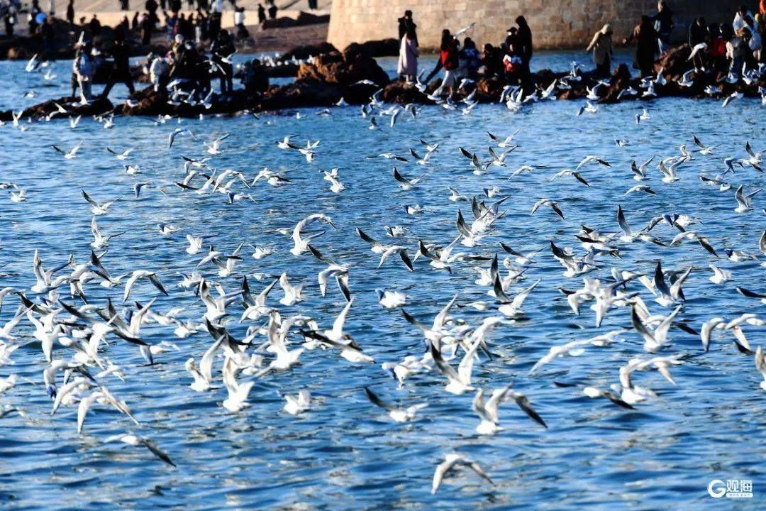青岛栈桥的海鸥“脸黑了”？原来是繁殖季的“浪漫信号”