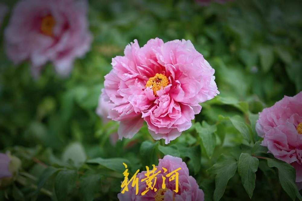 国色天香、富贵满园，泉城公园牡丹花盛开引来众多赏花者