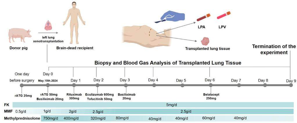 世界首例！中国团队将基因编辑猪肺成功移植人体