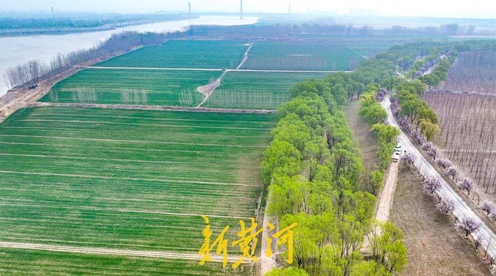 黄河岸边“春潮起” 百亩麦田伴翠柳绘就生态画卷