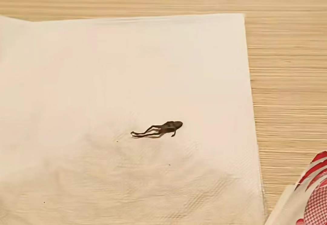 被曝产品中喝出死青蛙?当事人:太恶心了,差点喝嘴里!奈雪的茶回应