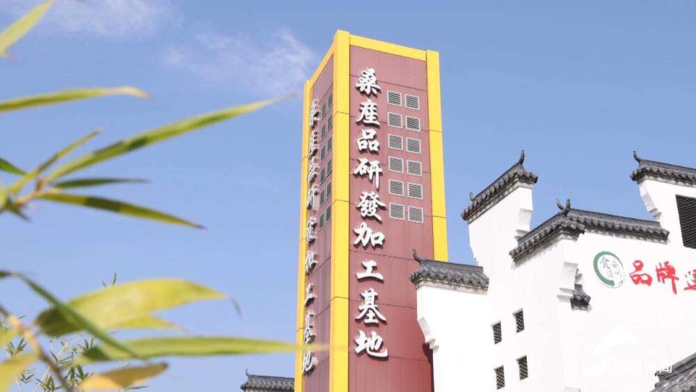 沿着黄河遇见海丨德州夏津：沙生绿 绿生金 古桑树群焕发新生机