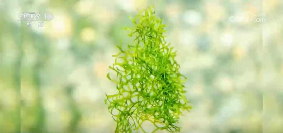 “成绩单”亮眼→我国生物多样性保护“硕果累累”