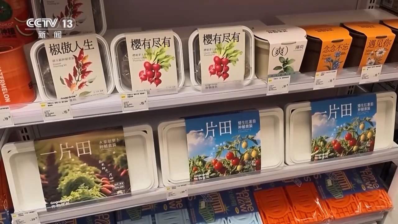 “工位种菜”走红 蔬菜盆栽成了“上班搭子”