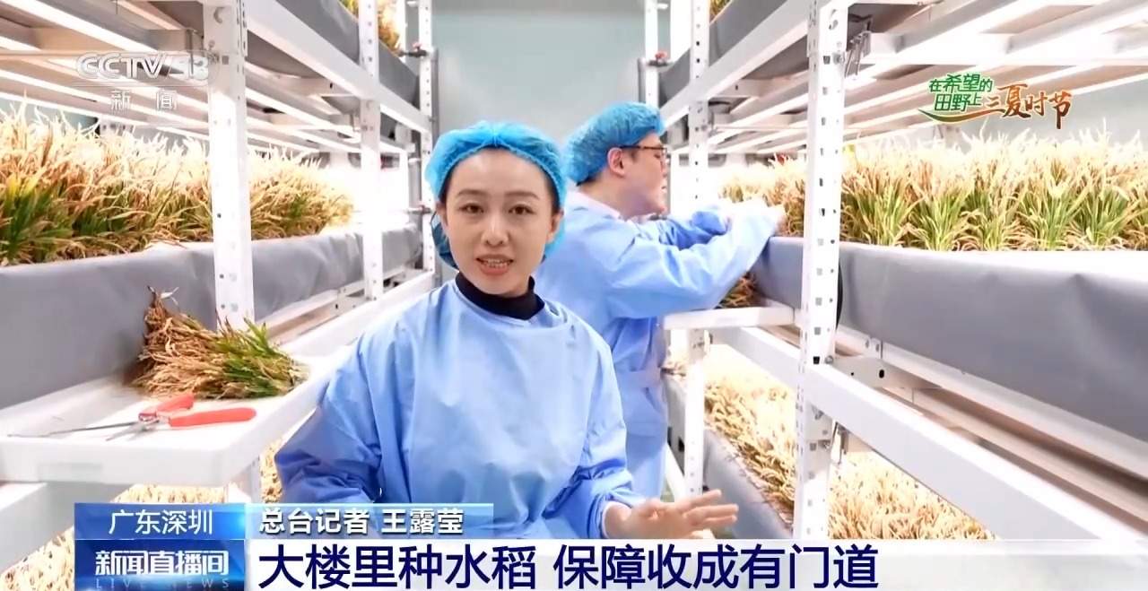 楼里种水稻，一年收四次 探访河套合作区里的室内“稻田”