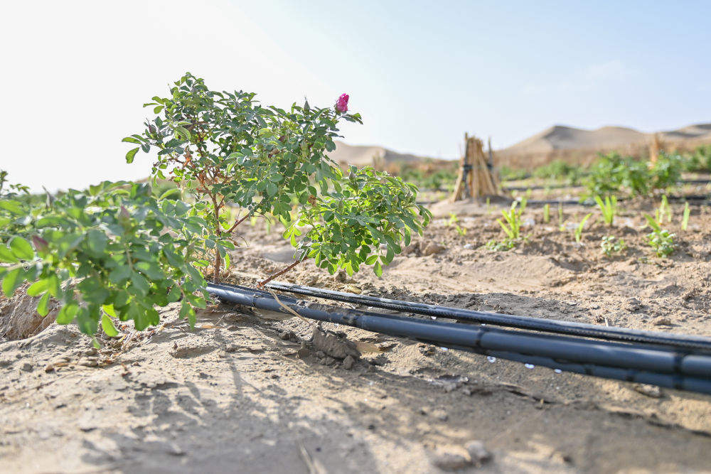 新疆：“乔、灌、药”立体织密绿色屏障 沙产业助力绿富同兴