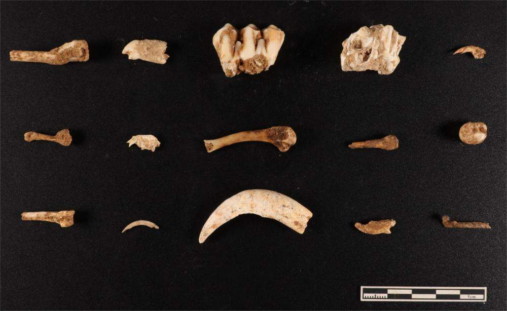 广西柳州发掘出距今四万至三万年墓葬