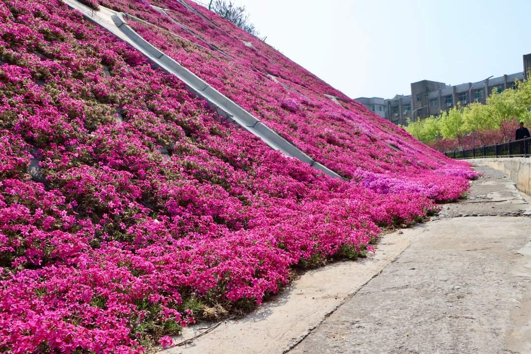 雨后春意浓，芝樱满坡开