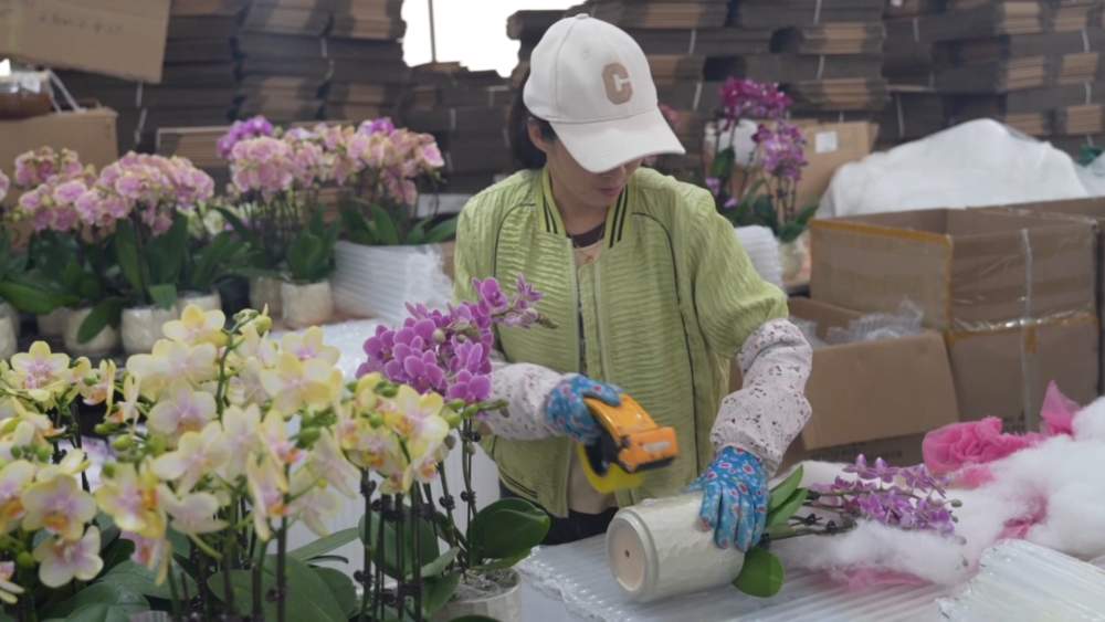 小城大市｜花开“富贵”：一座西部县城的鲜花经济跃迁之路