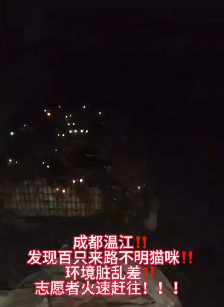 成都一猪肉加工点圈养大量流浪猫？官方：查获流浪猫131只，涉事场所已依法取缔