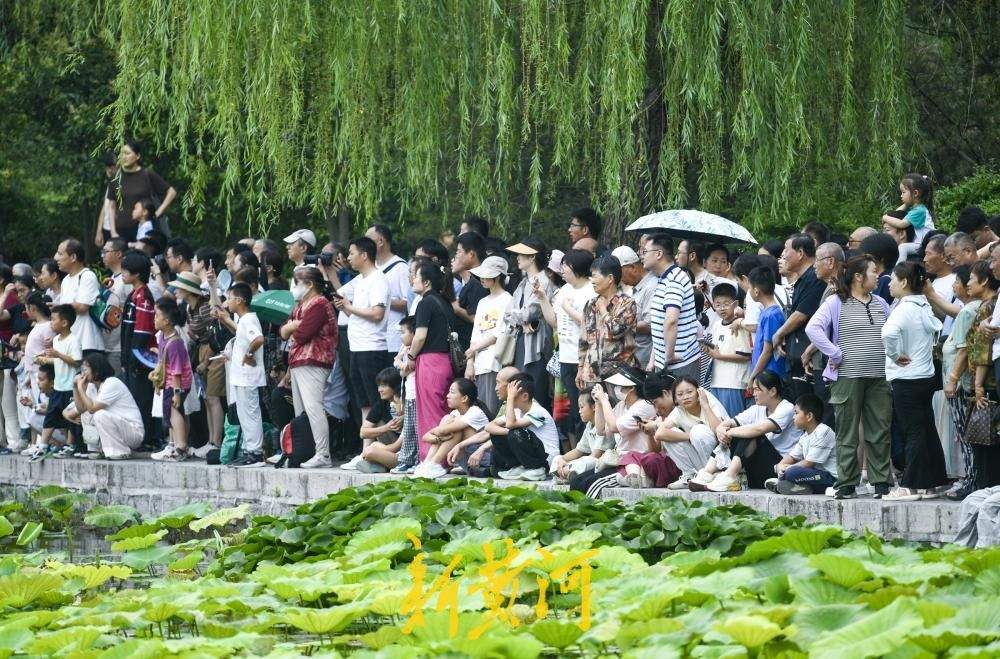 明湖龙舟成假期顶流 数万游客沿湖围观济南端午盛事