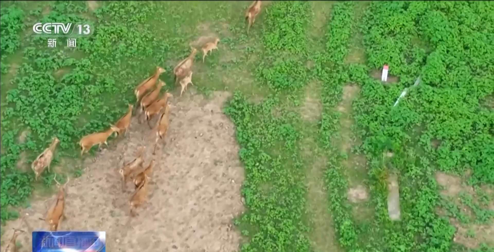 “与人为友”13年 网红麋鹿“点点”已产下8胎幼崽