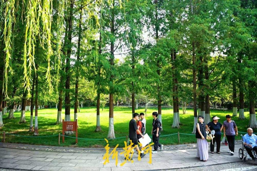 一年四季 泉在济南｜高温觅清凉 济南五龙潭水杉林撑起城市生态遮阳伞