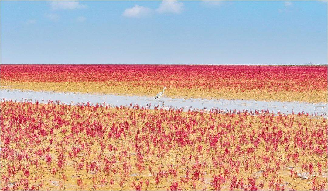 修复盐地碱蓬 黄河三角洲再现“湿地红毯”