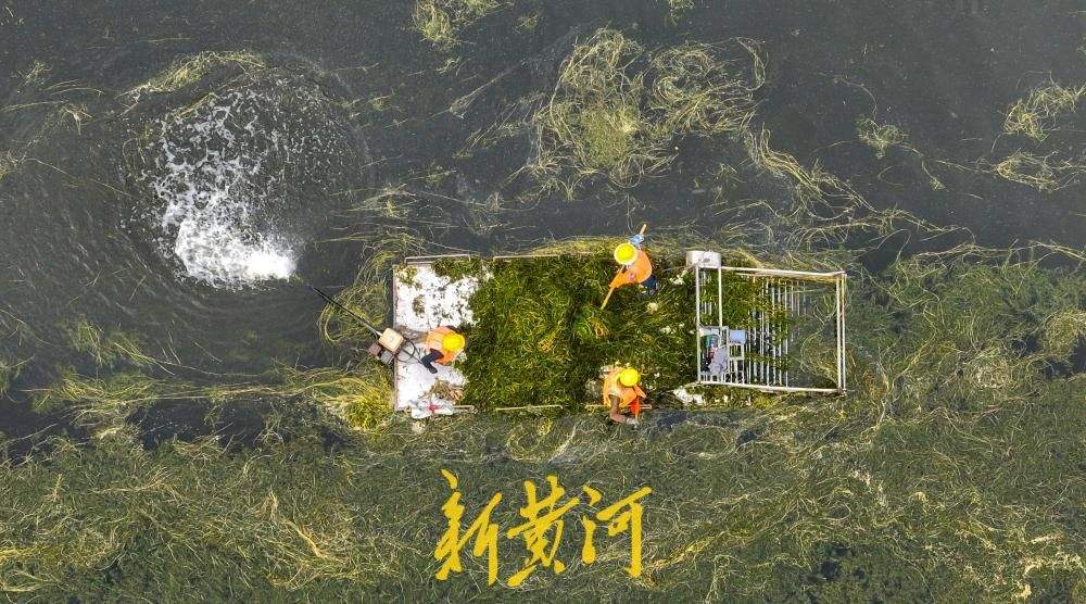 腊山分洪道水草进入生长旺季 打捞船河面穿梭作业清理