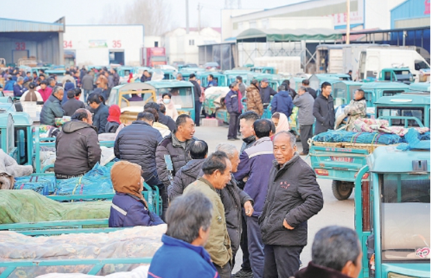 黄瓜晨市开市忙 出村进城销全国