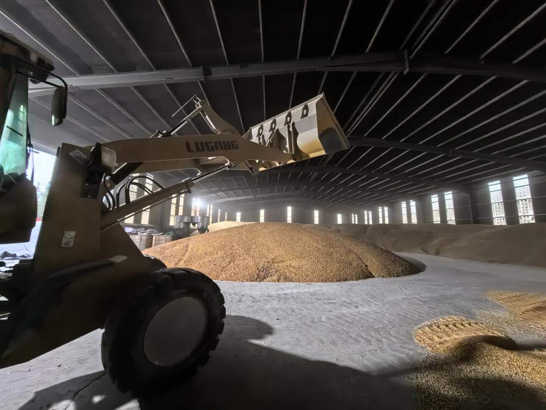 防霉变,秋粮抢烘忙入库