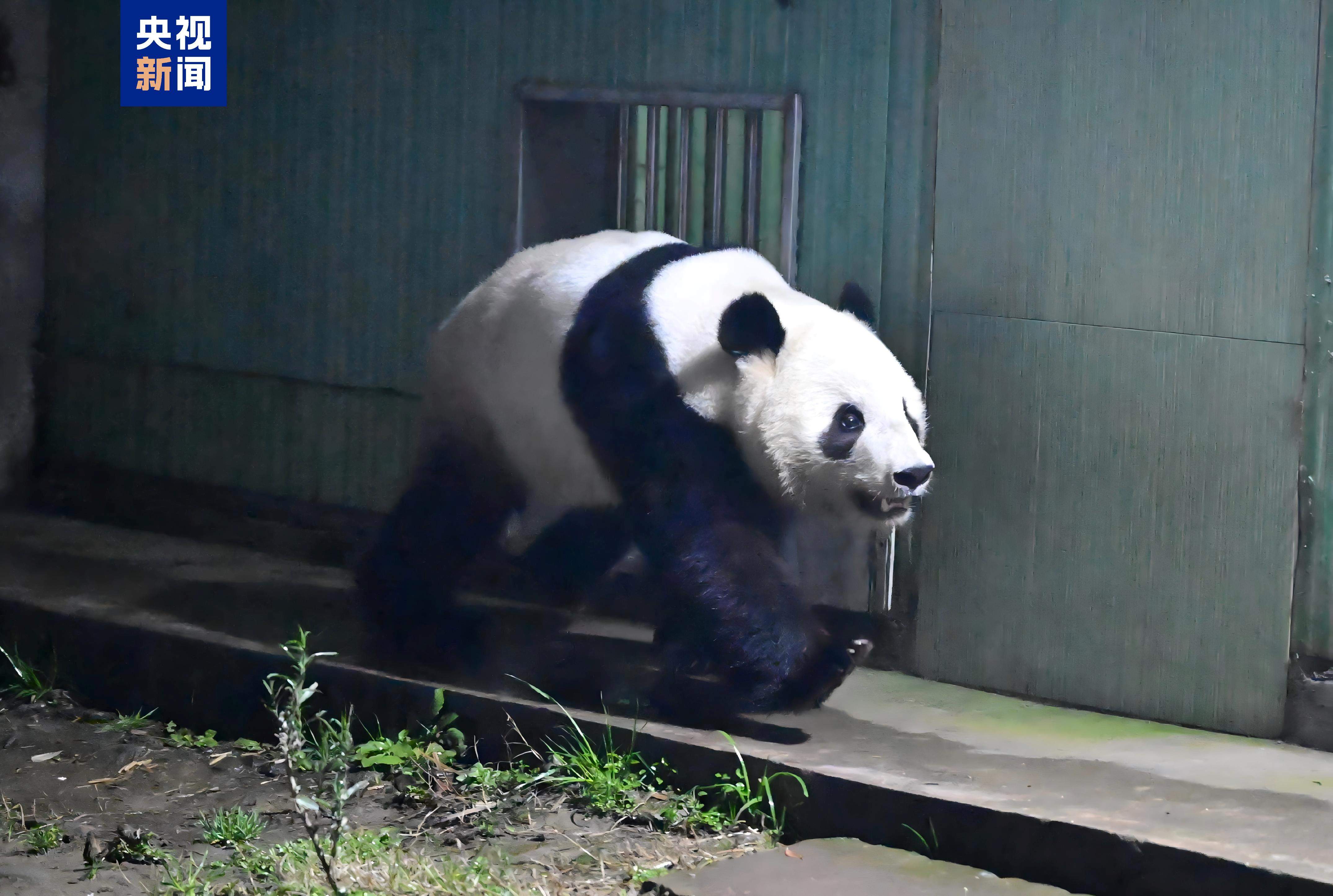 “晓晓”“蕾蕾”入住中国大熊猫保护研究中心雅安基地