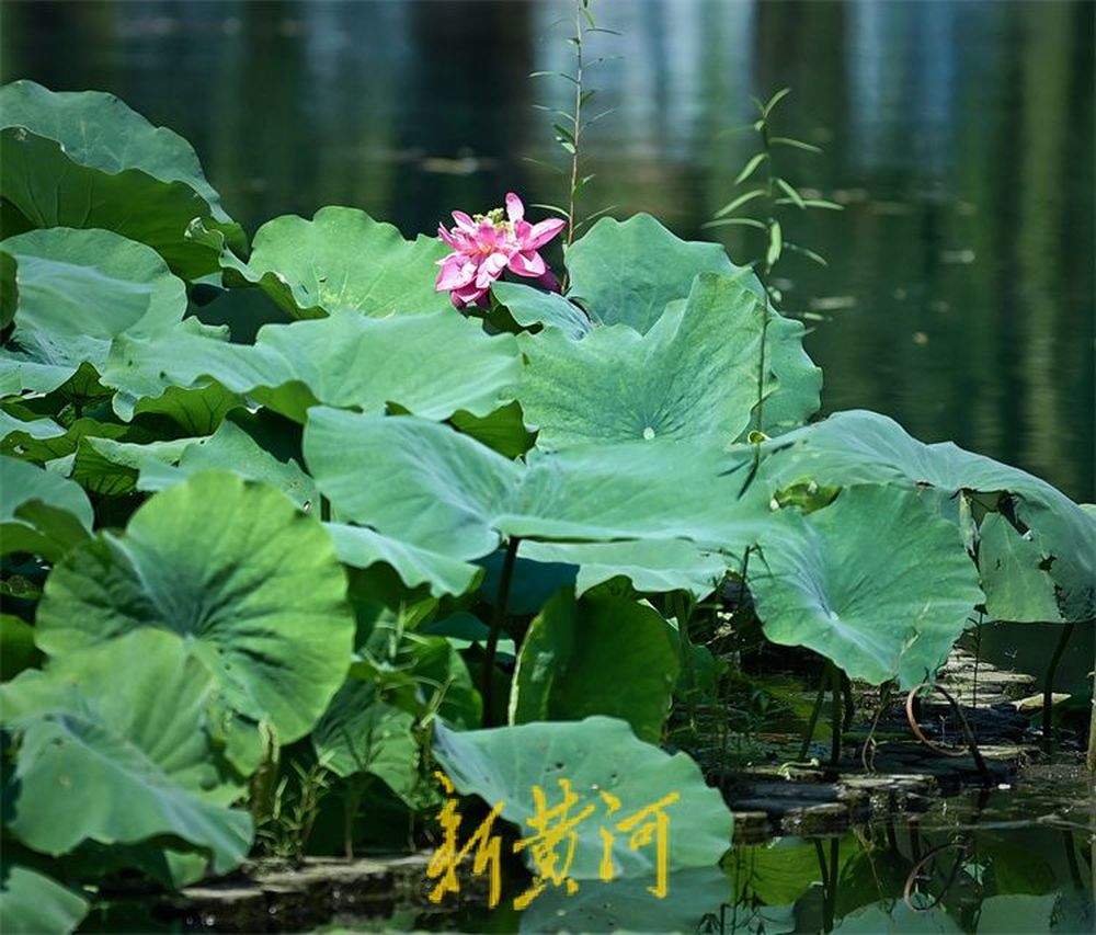 白露节气荷花尚开 荷叶微黄显秋意