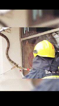 “119吗？我是110！我的‘嫌疑蛇’快被吃了”