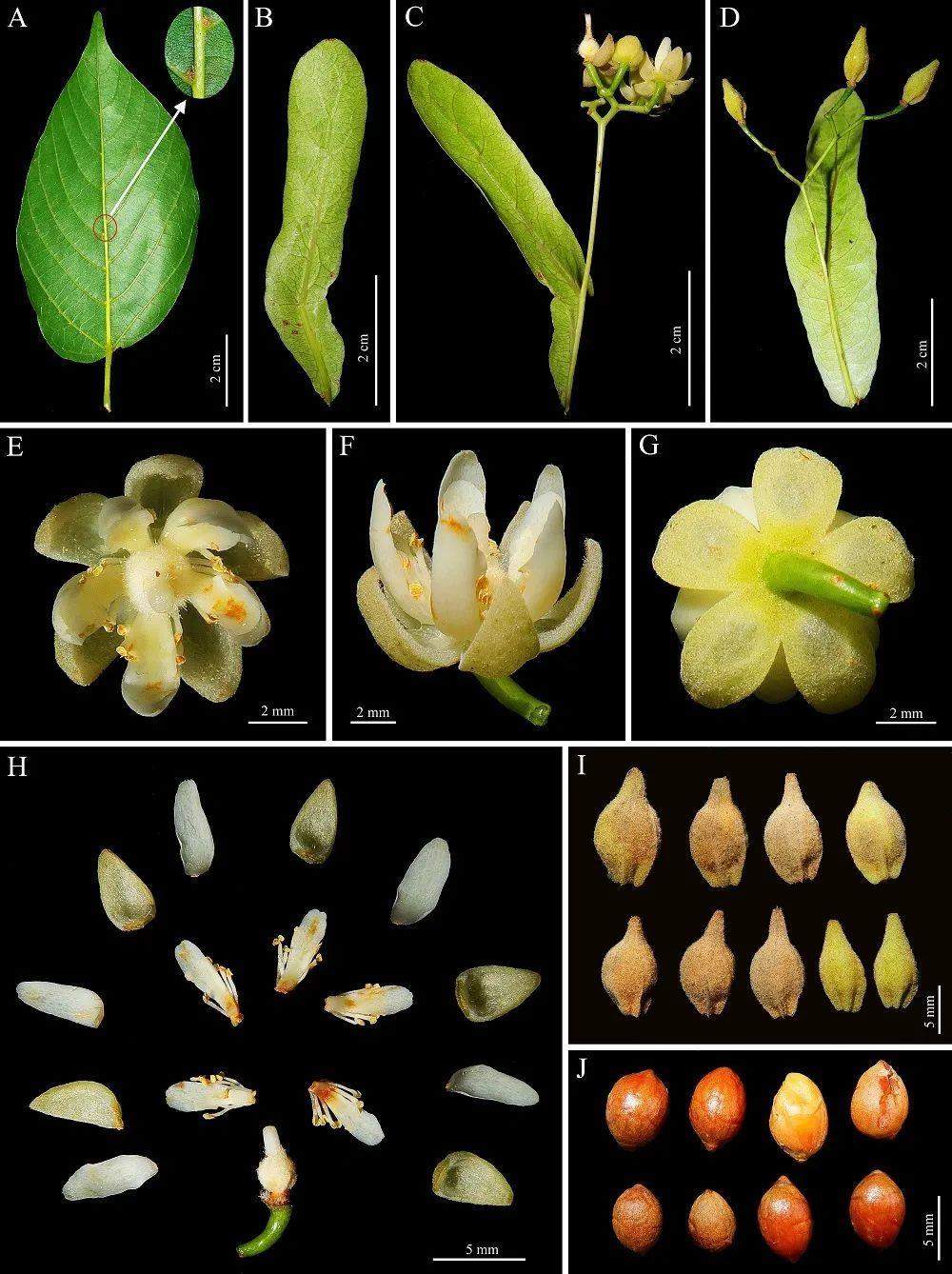 新物种+1 我国首次在岩溶地区发现椴树属植物