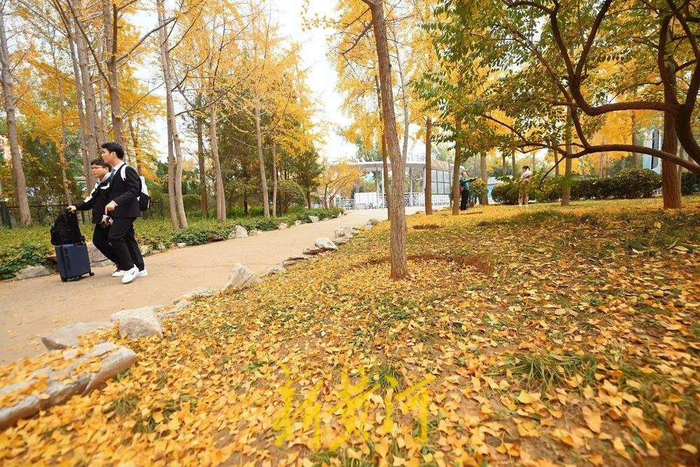 泉城公园银杏落叶缤纷美如画