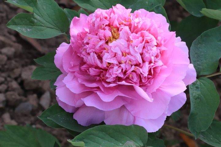 褚晓亮：在菏泽，读懂这封“牡丹来信”