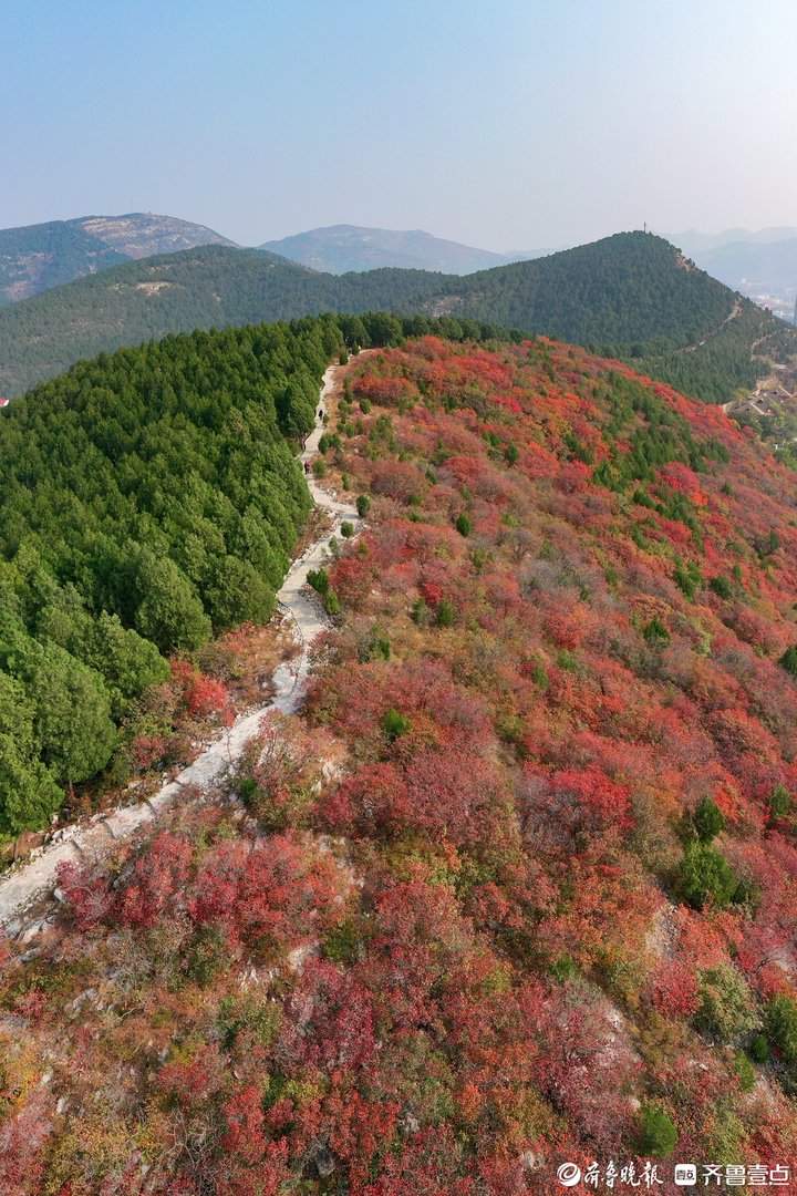 “平分秋色”有画面了，济南蝎子山现一山双色奇观